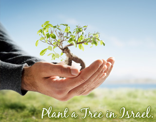 Plant a Tree in Israel